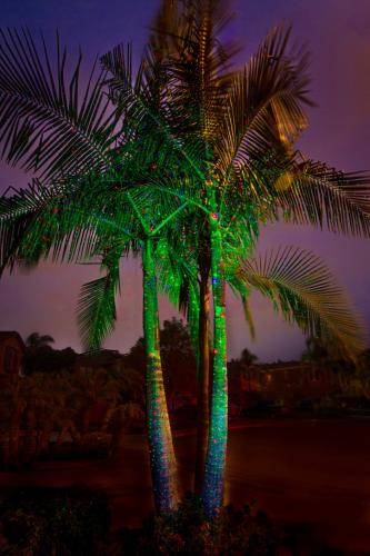 01_colored-palm