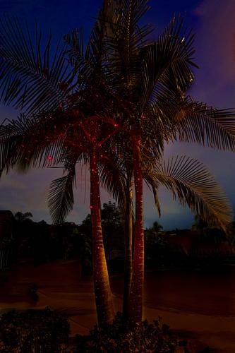 02c_red-palm